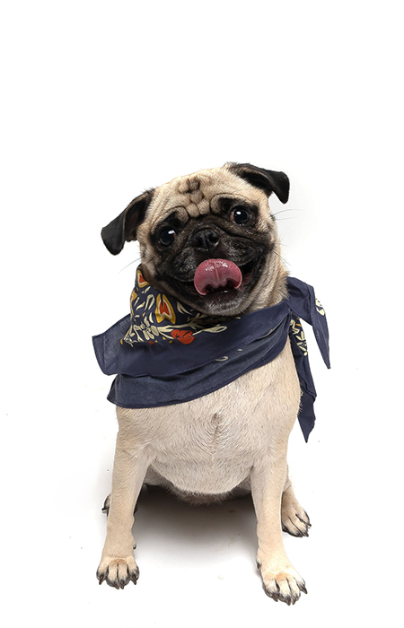 Dog sticking its tongue out.